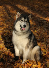 Obraz premium Dog breed Alaskan Malamute similar to the wolf in the autumn forest on the background of orange-yellow foliage