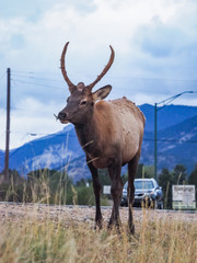 Wild Elk at the side of the roan in Estes Park Colorado