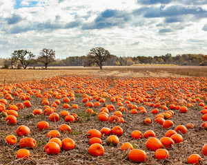 Bright orange pumpkins in a field with oak trees in the background and dramatic clouds.