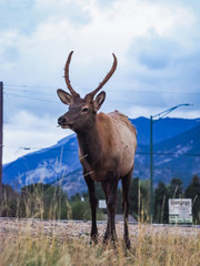 Fototapeta premium Wild Elk at the side of the roan in Estes Park Colorado