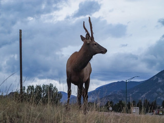 Wild Elk at the side of the roan in Estes Park Colorado