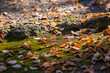 Small fallen leaves cover a moss covered stone path.