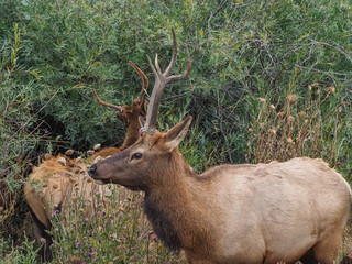 Wild Elk at the side of the roan in Estes Park Colorado