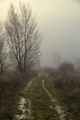Path in fog