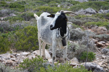 Cabra pastando en la montaña