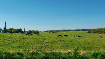 Fototapeta na wymiar Cows in the field.