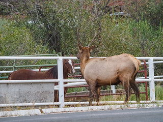 Wild Elk at the side of the roan in Estes Park Colorado