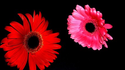 red gerbera flowers on black background