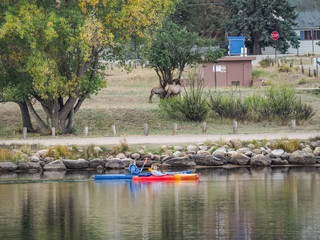 Wild Elk at the side of the roan in Estes Park Colorado