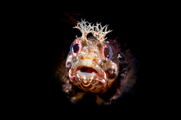 Close up fringe head blenny