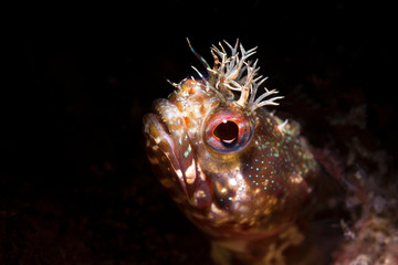 Close up fringe head blenny