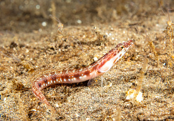 Pike blenny fish resting on ocean bottom