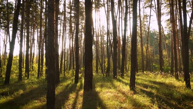 sun beams at the pine forest