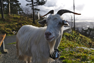 Goat on the moutian