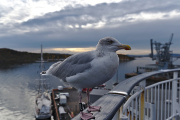 Seagull