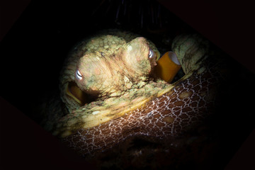Octopus resting in crevice.