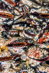 Colorful mussels on a reef in California