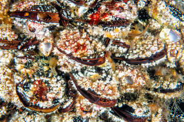 Colorful mussels on a reef in California