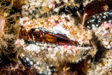 Colorful mussels on a reef in California