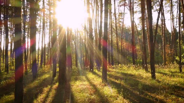 sun beams at the pine forest