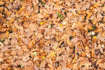 Red and orange autumn oak leaves background.