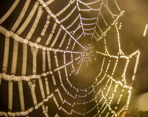 halloween spider web