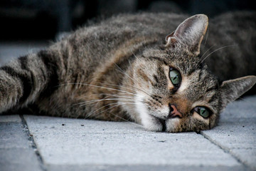Naklejka na ściany i meble Wachsame Katze auf Steinboden