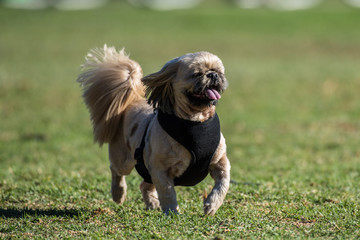 Poised and adorable little dog prancing across the park grass wearing a harness.