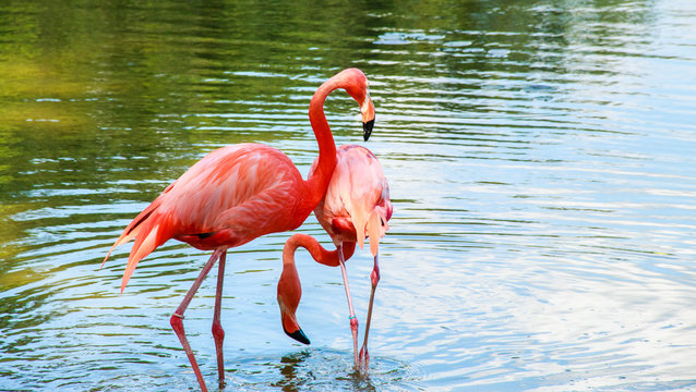 pink flamingos walking in the water with reflections