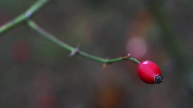 Rose Hip in natural environment - (4K)