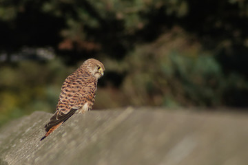 Falcon skule
