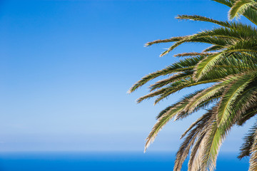 Fototapeta na wymiar Palm branch against the sky. green palm leaf isolated on blue