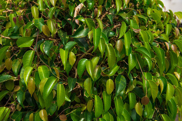 small tree. green bush with small leaves. shrub covered with leaves. 