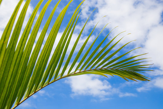 Palm branch against the sky. green palm leaf isolated on blue