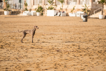 Dog playing on a Beach