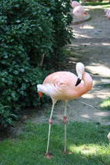 Flamenco en el cesped