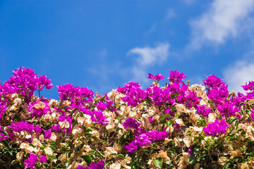 Obraz premium beautiful flowering gardens. bright bush against the sky. bright picture Bougainvillea