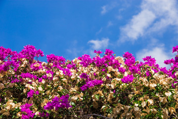 Obraz premium beautiful flowering gardens. bright bush against the sky. bright picture Bougainvillea