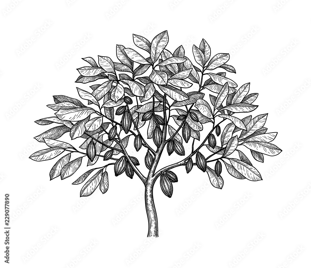 Poster cocoa tree ink sketch.