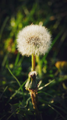 Dandelion