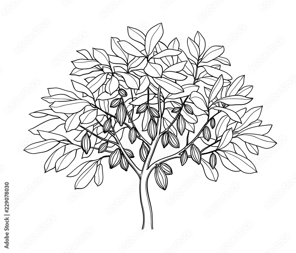Wall mural cocoa tree ink sketch.