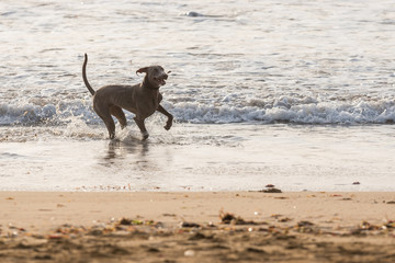 Dog playing on a Beach
