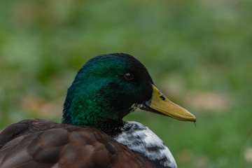 Mallard Duck Profile Closeup