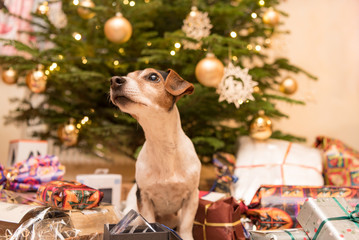 Jack Russell Terrier 11 years old. Cute dog is sitting,  at the Christmas Eve in front of a...