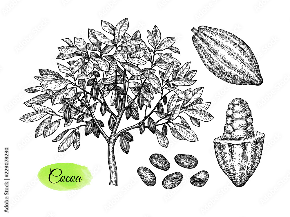 Canvas Prints cacao tree and fruits ink sketch.