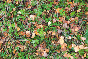 Green, red and orange autumn leaves background.