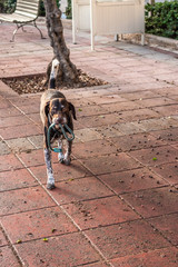 Dog With a Chain In His Mouth