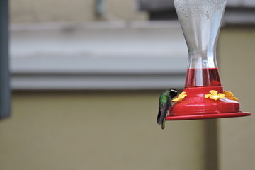 colibrí © roselosfoto