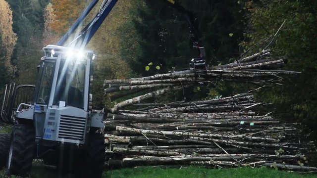 Tractor loader folds trees. logging in the forest.