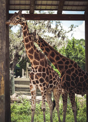 giraffe in zoo